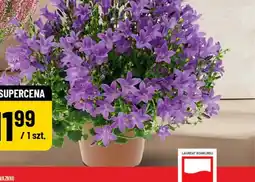 Polomarket Campanula oferta