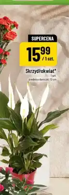 Polomarket Skrzydłokwiat oferta