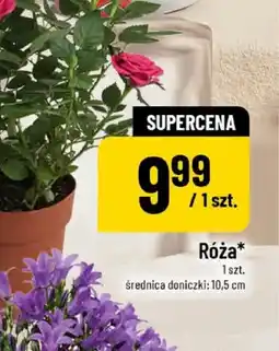 Polomarket Róża w doniczce oferta
