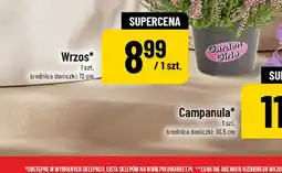 Polomarket Wrzos Garden Girls oferta