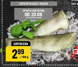 Polomarket Nototenia tusza oferta