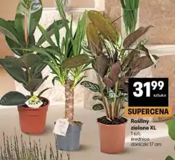 Delikatesy Centrum Rośliny zielone XL oferta