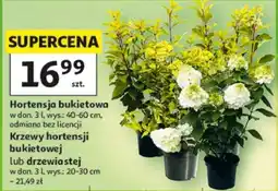 Auchan Hortensja bukietowa oferta