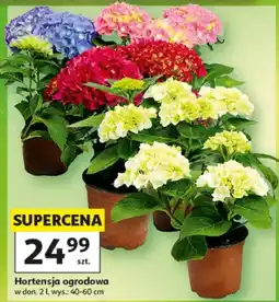 Auchan Hortensja ogrodowa oferta