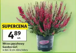 Auchan Wrzos pączkowy Garden Girl oferta