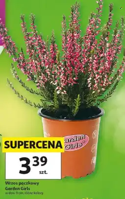 Auchan Wrzos pączkowy Garden Girls oferta