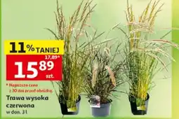 Auchan Trawa wysoka czerwona oferta