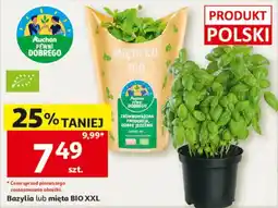 Auchan Mięta BIO XXL oferta