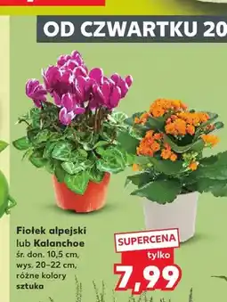 Kaufland Fiołek alpejski oferta