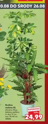 Kaufland Roślina zielona Xl Dracena oferta