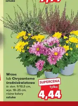 Kaufland Wrzos średniokwiatowy oferta