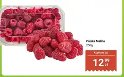 Dino Malina polska oferta