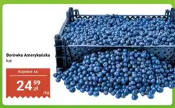 Dino Borówka amerykańska oferta