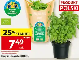 Auchan Bazylia Auchan oferta