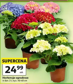 Auchan Hortensja oferta