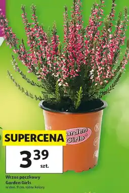 Auchan Wrzos Gardenic oferta