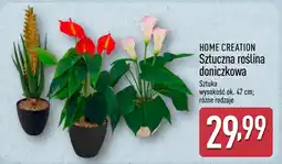 ALDI Sztuczna roślina Home Creation oferta