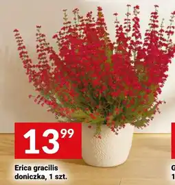 Twój Market Erica gracilis doniczka oferta