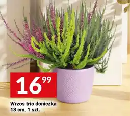 Twój Market Wrzos trio doniczka oferta