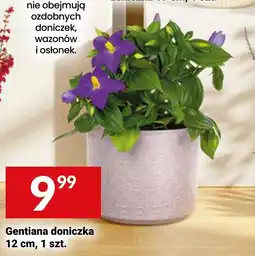 Twój Market Gentiana doniczka oferta