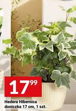 Twój Market Hedera Hibernica doniczka oferta