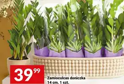Twój Market Zamioculcas doniczka oferta