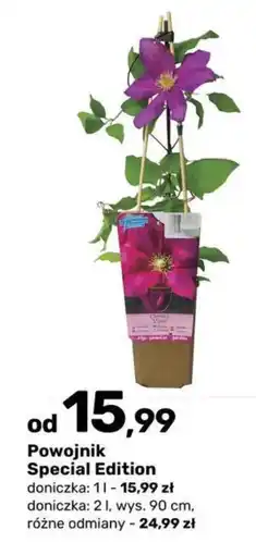Bricomarche Powojnik Special Edition oferta