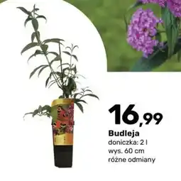 Bricomarche Budleja oferta