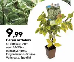 Bricomarche Dereń ozdobny oferta