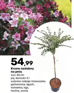 Bricomarche Krzew ozdobny na pniu oferta