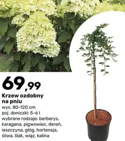 Bricomarche Krzew ozdobny na pniu oferta