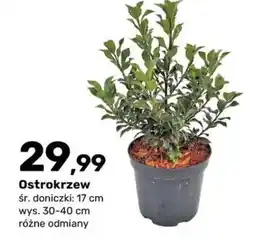 Bricomarche Ostrokrzew oferta