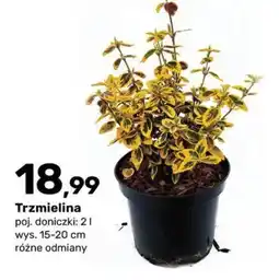 Bricomarche Trzmielina oferta