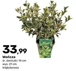 Bricomarche Wończa oferta
