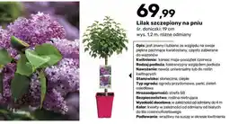 Bricomarche Lilak szczepiony na pniu oferta
