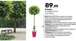 Bricomarche Katalpa oferta