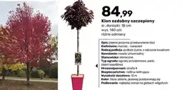 Bricomarche Klon ozdobny szczepiony oferta