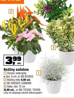 OBI Rośliny ozdobne oferta
