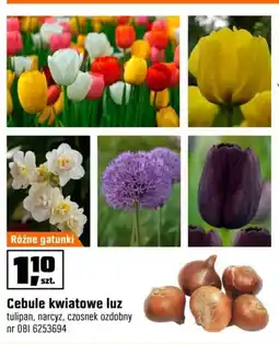 OBI Cebule kwiatowe luz oferta