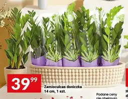 Twój Market Zamioculcas doniczka oferta