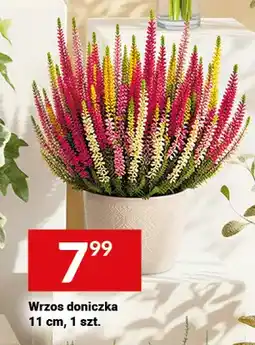 Twój Market Wrzos doniczka oferta