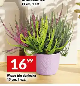 Twój Market Wrzos trio doniczka oferta