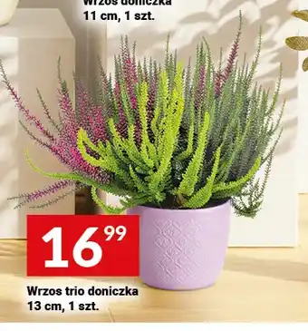 Twój Market Wrzos trio doniczka oferta