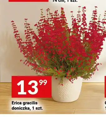Twój Market Erica gracilis doniczka oferta