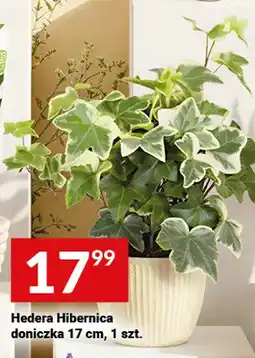 Twój Market Hedera Hibernica doniczka oferta