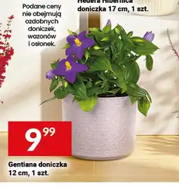 Twój Market Gentiana doniczka oferta