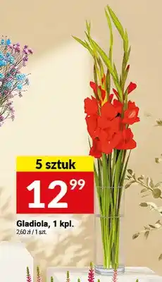 Twój Market Gladiola oferta