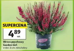 Auchan Wrzos pączkowy Garden Girl oferta