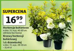 Auchan Hortensja bukietowa oferta