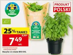 Auchan Bazylia lub mięta BIO XXL oferta